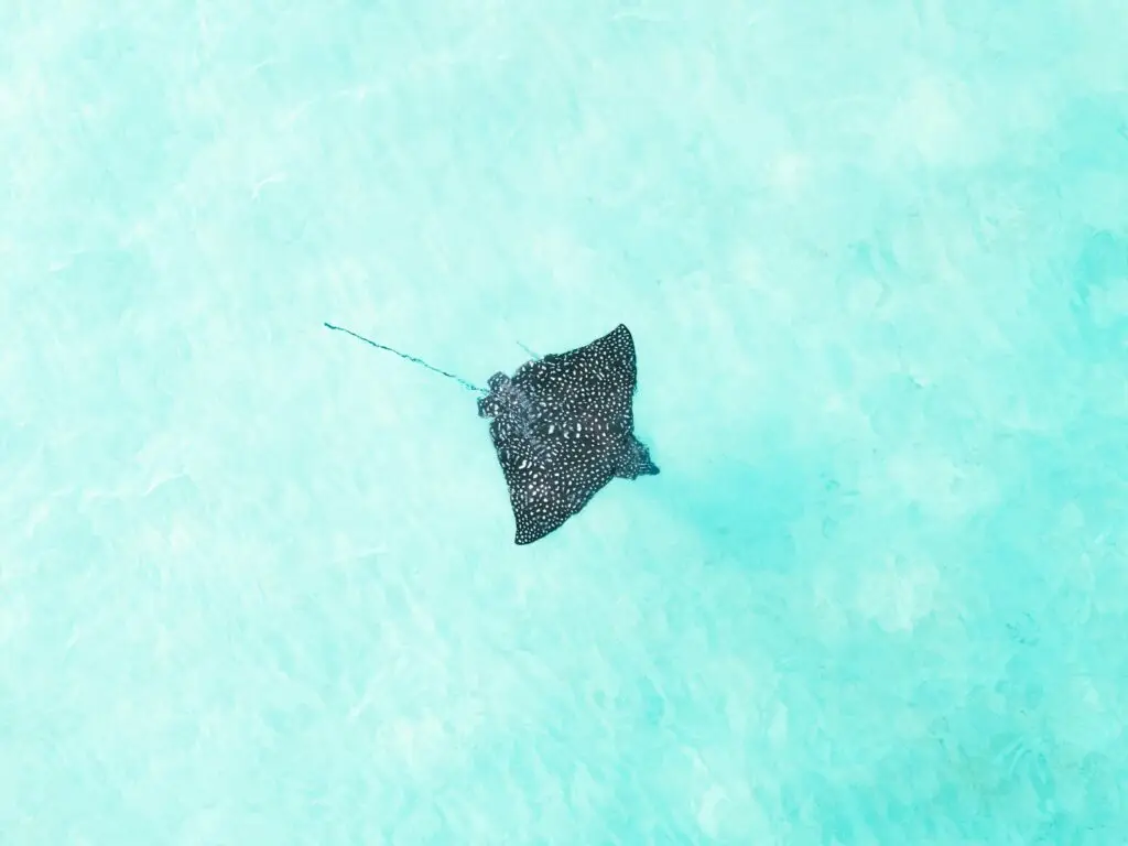 Photo of a Ray Fish